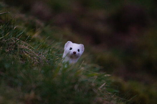 Une hermine au pelage blanc &eacute;merge discr&egrave;tement de l&rsquo;herbe, observant son environnement avec curiosit&eacute;. Captur&eacute;e dans une lumi&egrave;re tamis&eacute;e, cette sc&egrave;ne illustre la beaut&eacute; et la discr&eacute;tion de cet animal