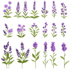 Fototapeta premium Lavender flowers isolated on a white background, floral clipart, cutout, PNG, vector illustration, collection set, realistic photo. 