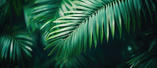 Lush green palm leaves with detailed texture for natural backgrounds and designs Copy Space