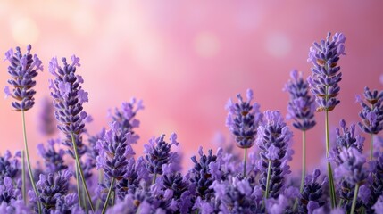 Naklejka premium Lavender Field Serenity: A Soft Pink and Purple Floral Dream
