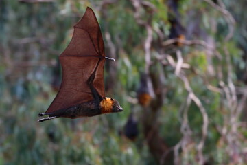 Fototapeta premium flying fox