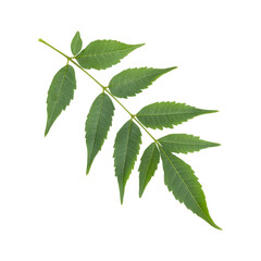 Fresh green wild neem leaves isolated on transparent background	