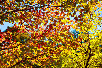 Maple tree and maple leaves in Japan during autumn season	