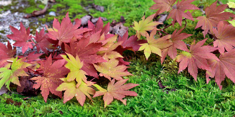 Maple tree and maple leaves in Japan during autumn season	