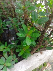 leaves in the garden after raining