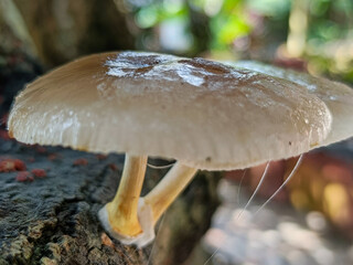 mushrooms in the forest