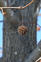 American sweetgum tree.  Altingiaceae deciduous tree  native to North America. The autumn foliage...