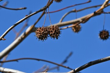 American sweetgum tree.  Altingiaceae deciduous tree  native to North America. The autumn foliage is beautiful and the aggregate fruits have sharp thorns.