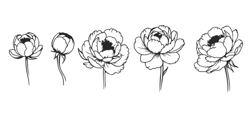 Peony Flowers Set. Floral Botanical Sketch Line Drawing of Peony Flowers. Vector Isolated Botanical Illustration. Floral Template for Print, Wrapper Paper, Coloring Book. © Наталья Дьячкова