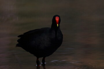 dusky moorhen