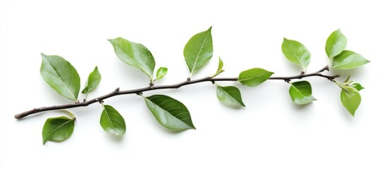 Fototapeta premium Green leafy branch on white background with copy space