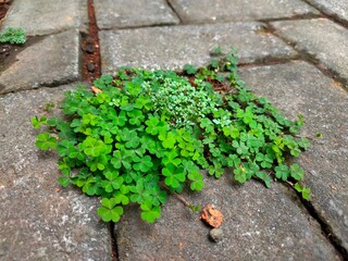 Patches of clover grow between cracks and gaps in paved areas.
