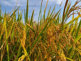 View of rice fields focuses on a ripe rice stalk, showing many golden yellow rice grains with the grains clustered tightly together. 