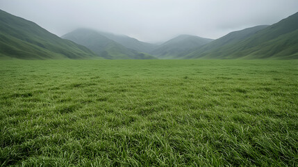 Obraz premium Misty green valley landscape, serene grassland. Use Wallpaper, travel brochure