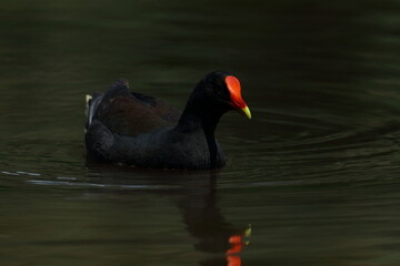 Fototapeta premium dusky moorhen