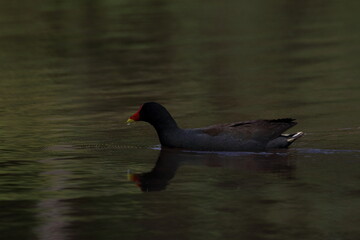 dusky moorhen