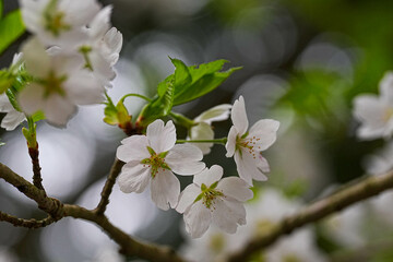 桜