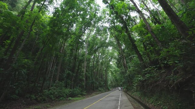 Walk on the road at Man-Made forest i Bohol