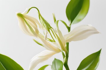 Obraz premium vanilla flower with pods and leaves isolated on transparent background