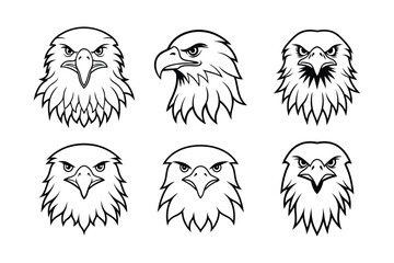 Bald Eagle (Haliaeetus leucocephalus) animal design, labeled line art vector art illustration.