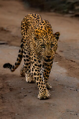 close up of leopard