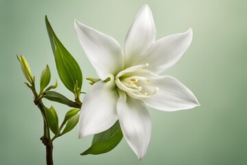vanilla flower with pods and leaves isolated on transparent background