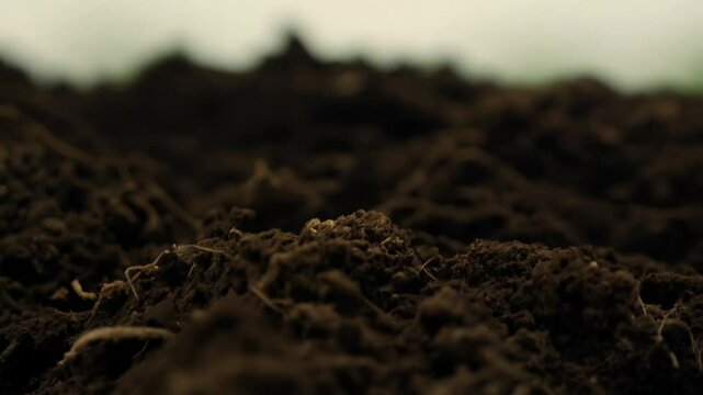 Zoom in video on a fertile garden soil, showing a crumbly texture with visible roots and decomposing organic matter in soft, diffused light