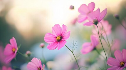 Delicate pink cosmos flowers blooming gently in the garden with natural sunlight