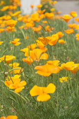 Tufted California Poppy with Bright Yellow Flowers