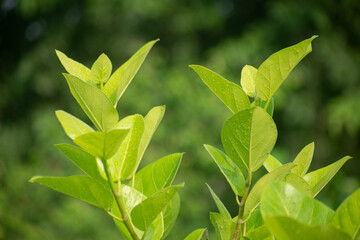 Indian Banyan Tree with Large Canopy and Aerial Roots