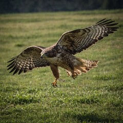 Fototapeta premium A hawk swooping down to catch its prey.