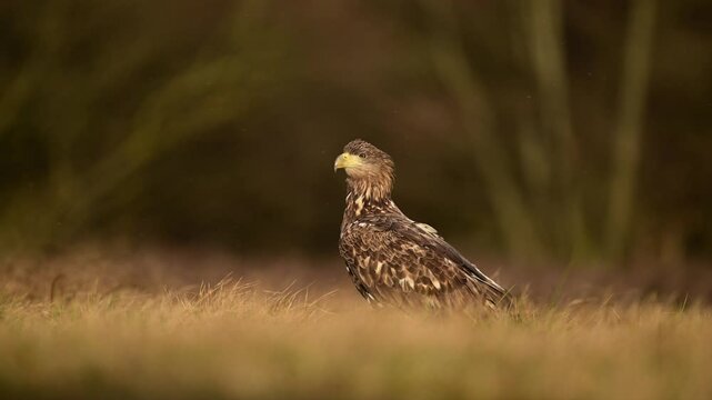 White tailed eagle ( Haliaeetus albicilla )	