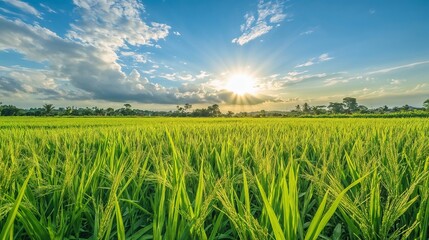 Green rice field under dramatic sunset sky. Perfect for agriculture and environmental sustainability themes.