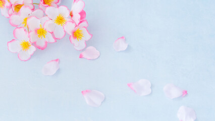 春の息吹 - 桜の花と淡い水色の背景