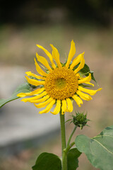 Fototapeta premium Sunflower with Vibrant Yellow Petals and Green Foliage