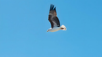 High quality photo of a soaring seagull against a clear blue sky set against a copy space image