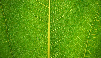 Obraz premium close up on leaf surface