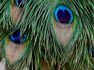 Naklejka premium Close up of peacock feathers
