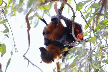 flying fox