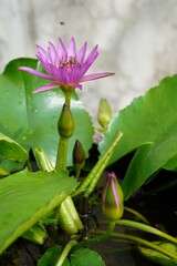 Pink lotus flower, large green lotus leaves