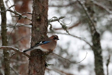Jay