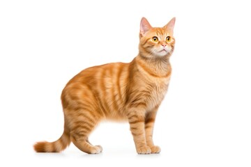 Ginger cat is standing mammal animal kitten.