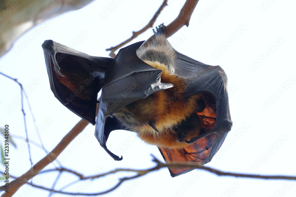 Canvas Prints flying fox