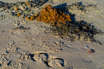 Horse poo left on the beach at Ballywalter