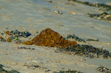 Horse poo left on the beach at Ballywalter