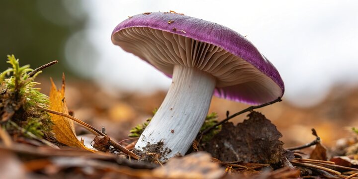 Cap Russule Mushroom Closeup - Nature's Deep Purple Hues