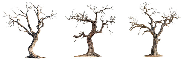 Fototapeta premium A Set of Dead Trees with Twisted Branches Isolated on Transparent Background