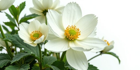 Fototapeta premium Radiant white petals envelop a vibrant yellow heart, with a hint of green at its core. Gently turned to the right, this close-up captures delicate beauty and intricate detail