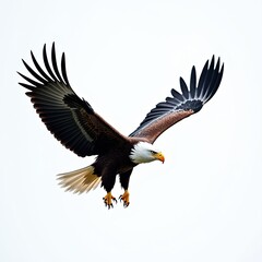 Obraz premium Majestic Steller's Sea Eagle Flight Hokkaido Japan