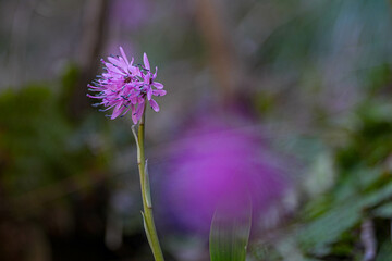 ショウジョウバカマ